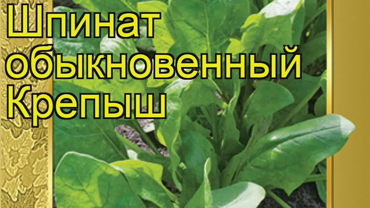 Выращивание шпината на подоконнике, требующее точных знаний