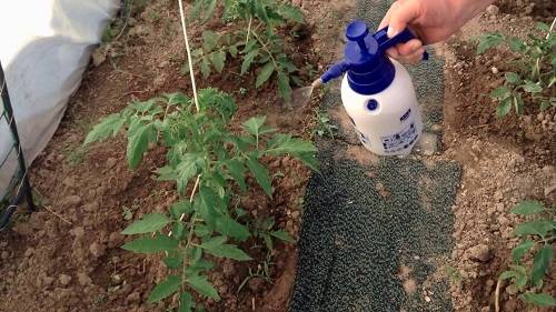 Как применять сульфат магния для подкормки растений