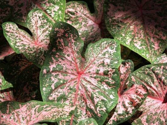 Что надо знать о выращивании красочного каладиума