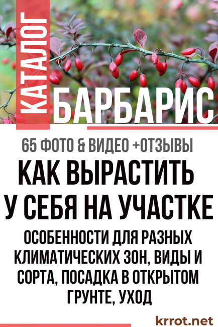 Весна и осень – благоприятная пора для обрезки жимолости