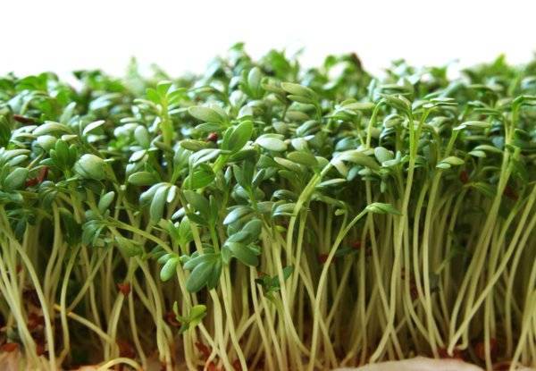 Кресс-салат посевной — полезные свойства, описание