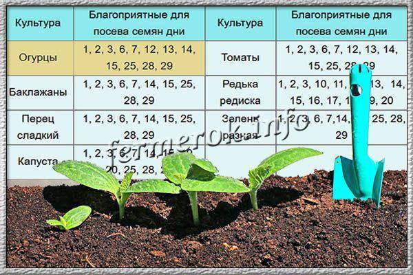 Выращивание огурцов по лунному календарю в 2020 году