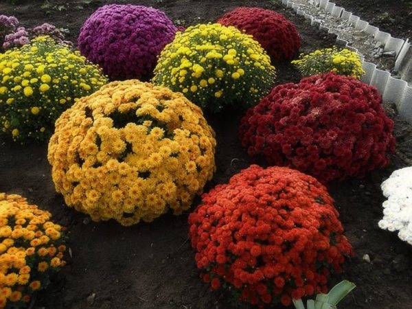 Хризантема садовая: самые популярные сорта с фото