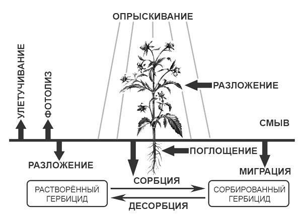 Гербициды от сорняков, особенности использования