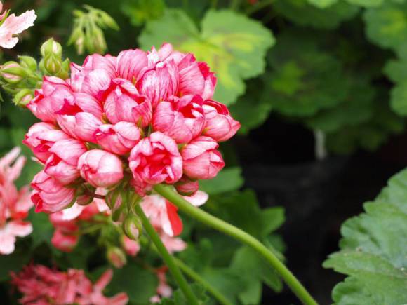 11 лучших сортов герани садовой многолетней с фото и названиями