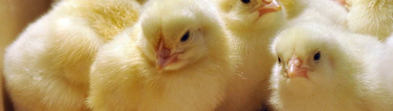 «байкокс» для цыплят: особенности применения