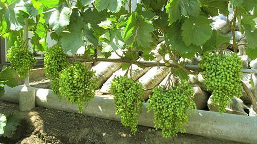 Сорт винограда «велес», его описание с фото и видео