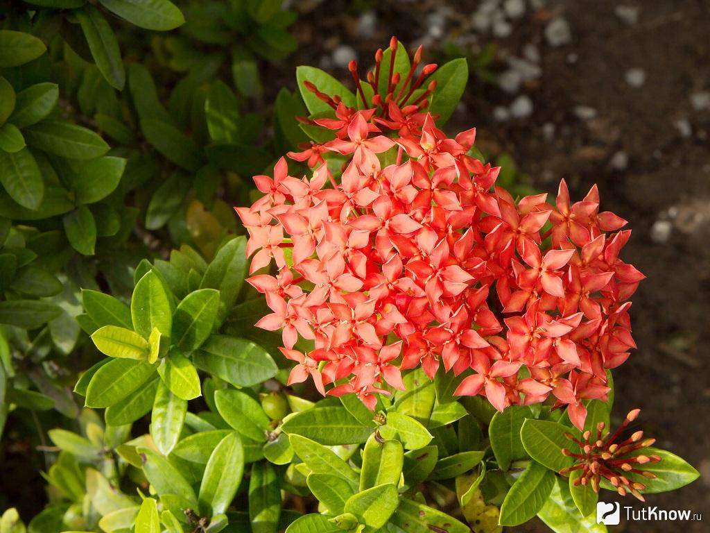 Цветок иксора уход в домашних условиях размножение и выращивание из семян фото видов