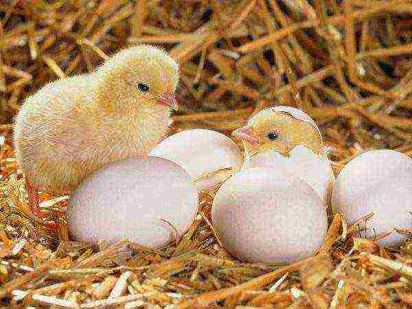 Правила выращивания птенцов. кормление цыплят до месяца и после