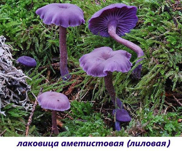 Необычные грибы съедобные — фото и описание саркосцифры алой, веселки, бамбукового, видео