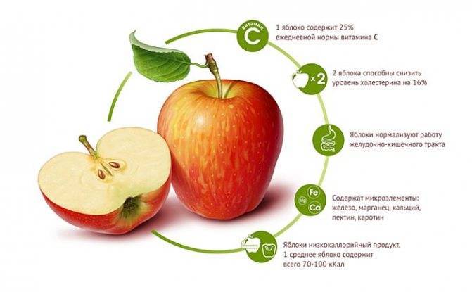 Чем и кому полезны моченые яблоки