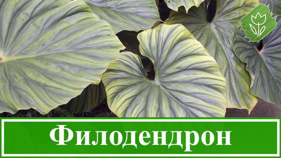 Филодендрон: особенности выращивания тропического красавца