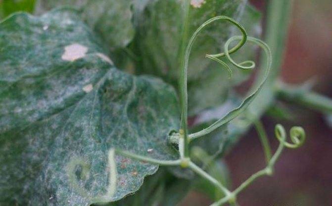 Душистый горошек: выращивание из семян