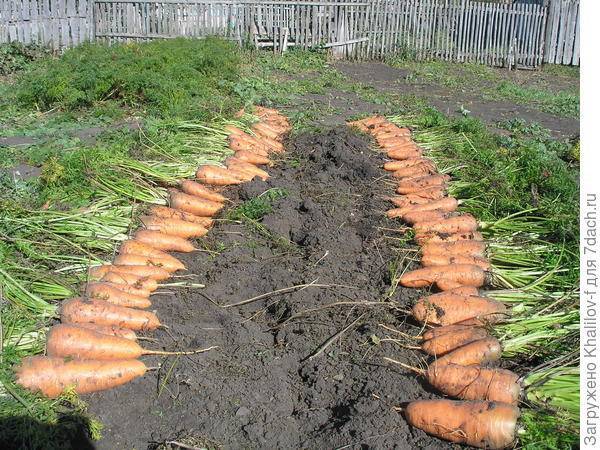 Прореживание и прополка моркови