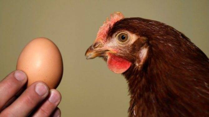 Время собирать яйца, или когда начинают нестись куры