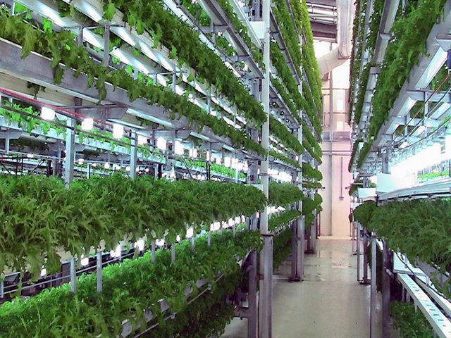 Зелень дома на гидропонике — схемы установок для выращивания своими руками