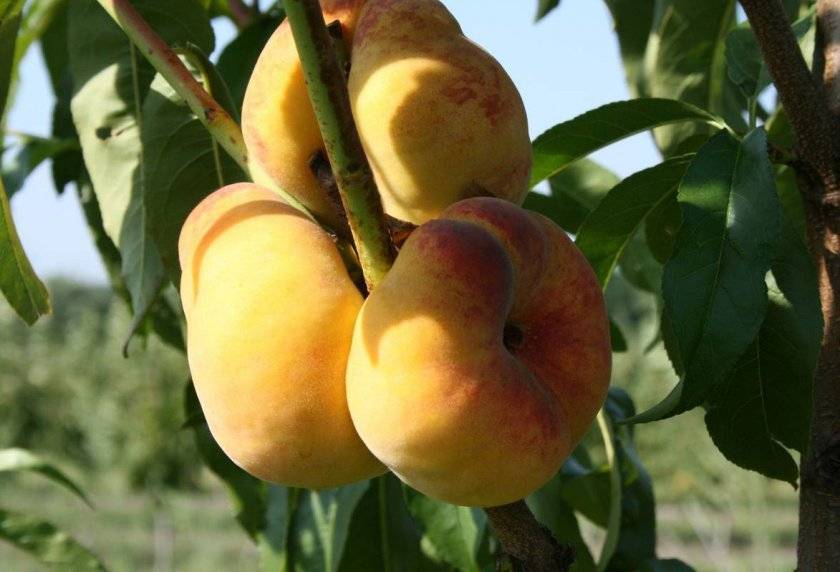 Шарафуга – гибрид абрикоса, сливы и персика