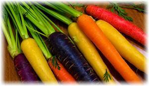 Характеристика черной моркови — особенности выращивания в открытом грунте