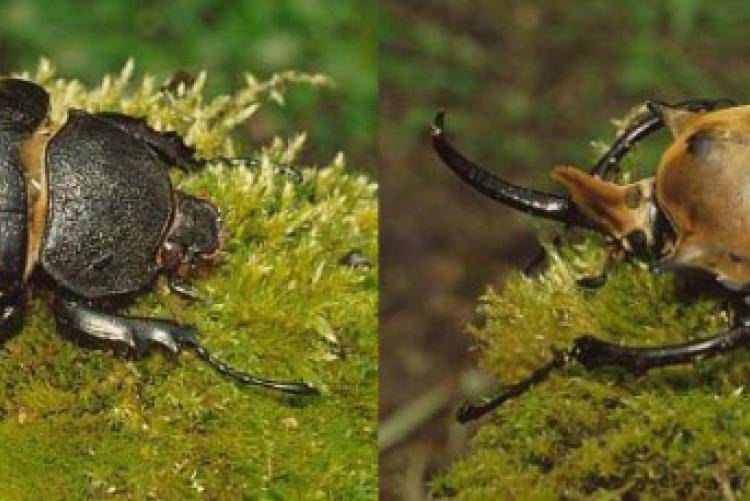 Хищный обитатель пресных водоемов — жук плавунец
