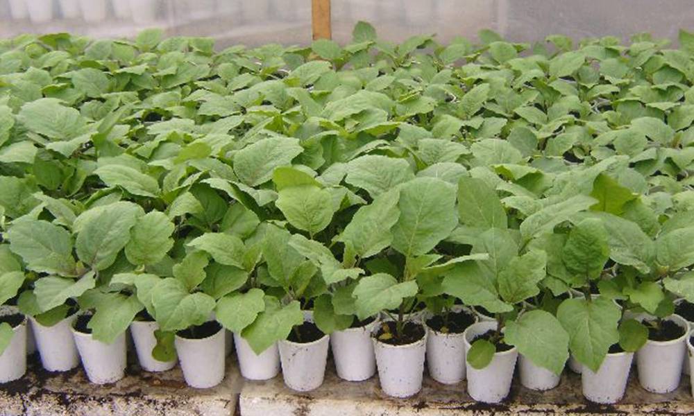 Советы и рекомендации по уходу за рассадой перцев и баклажанов в домашних условиях: как вырастить хорошую рассаду и получить богатый урожай