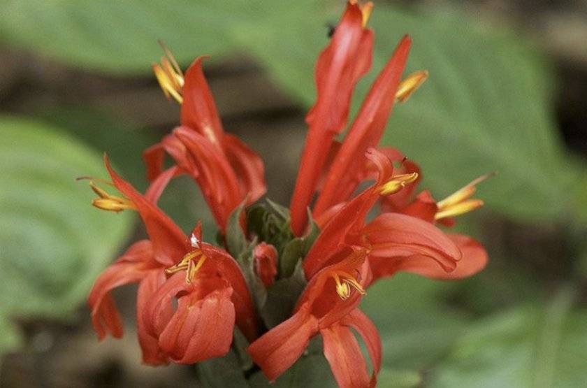 Цветок пахистахис
