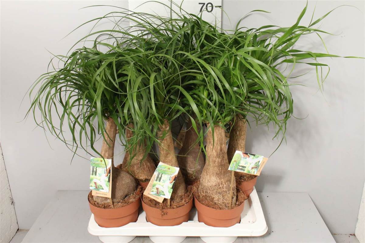 Бокарнея — пошаговое описание в домашних условиях и выращивание цветка в домашних условиях (95 фото и видео)