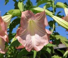 Дурман — стоит ли выращивать на даче красивый, полезный в народной медицине, но ядовитый цветок