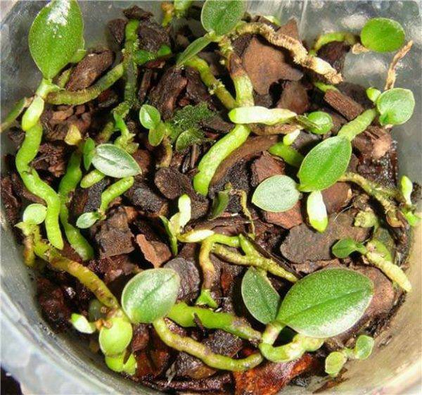 Выращиваем абутилон из семян – тонкости посева. как выращивать абутилон из семян дома