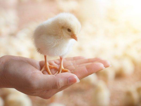 10 лучших методов, как самостоятельно определить пол цыпленка