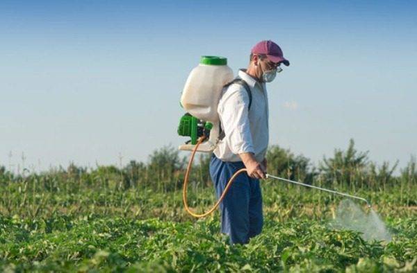 Борьба с осотом на картофеле: методы, средства и гербициды