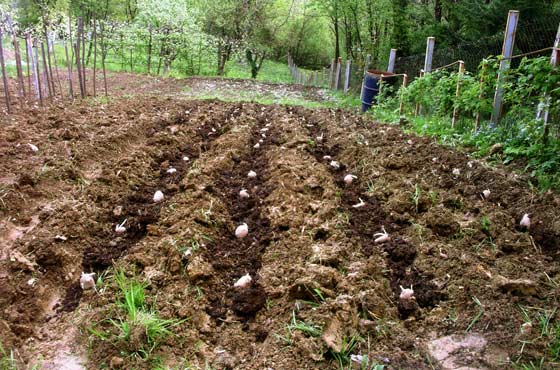 Особенности выращивания картофеля: подготовка и посадка