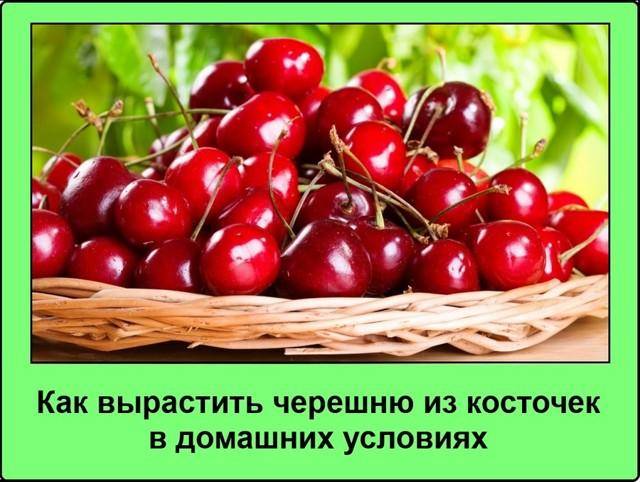 Как получить вкусный урожай, если посадить косточку черешни