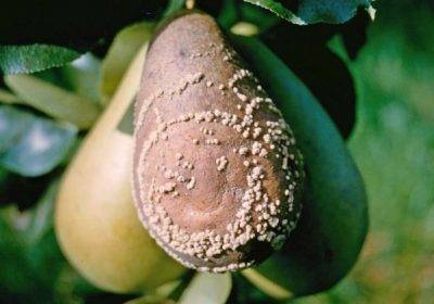 Ржавчина/ бурая пятнистость (филлостиктоз) яблони и груши — признаки, причина, способы защиты