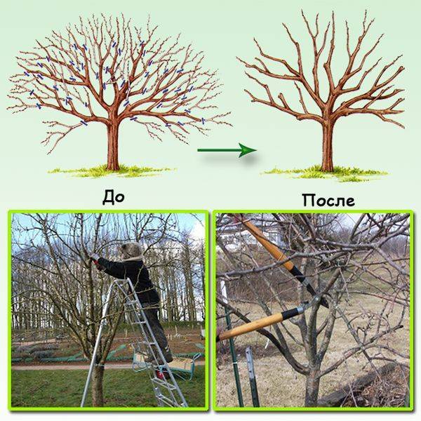 Обрезка груши осенью: особенности проведения процедуры на деревьях разного возраста