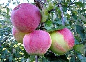 Лучшие сорта яблони для ленинградской области и северо–запада