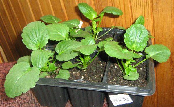 Виола: выращивание из семян на рассаду
