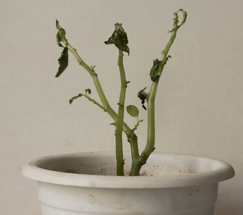 Бегония в горшке или садовая сохнет и вянет. почему растение капризничает и можно ли его спасти?
