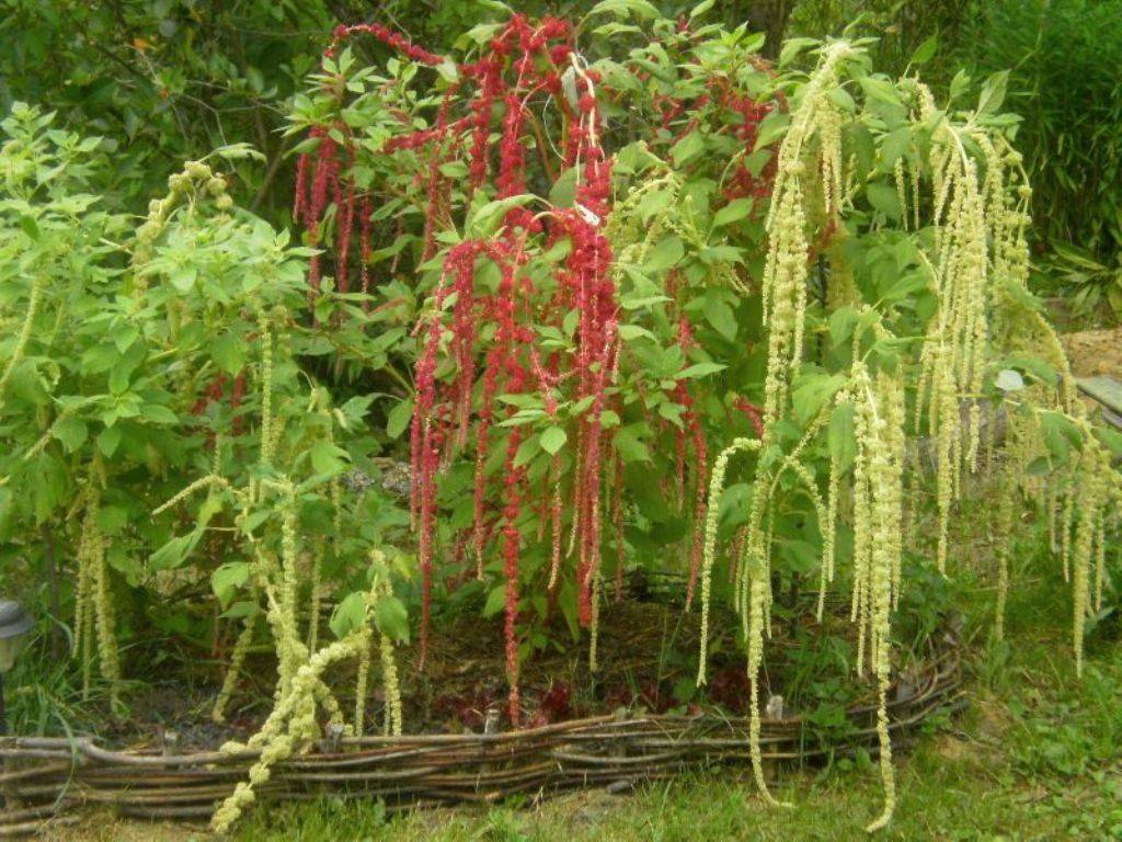 Амарант — посадка семенами и рассадой, выращивание