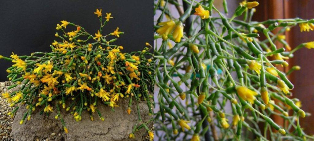 Хатиора солеросовидная — утончённый кактус
