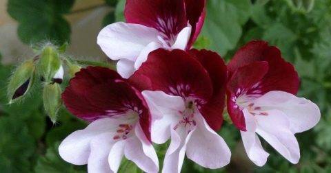 Красавица пеларгония звездчатая: все о растении и уходе за ним