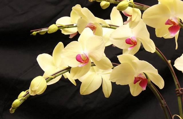 Почему не цветет орхидея: основные причины и методы борьбы с ними