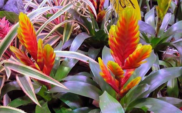 Вриезия: советы по выращиванию тропического растения в домашних условиях
