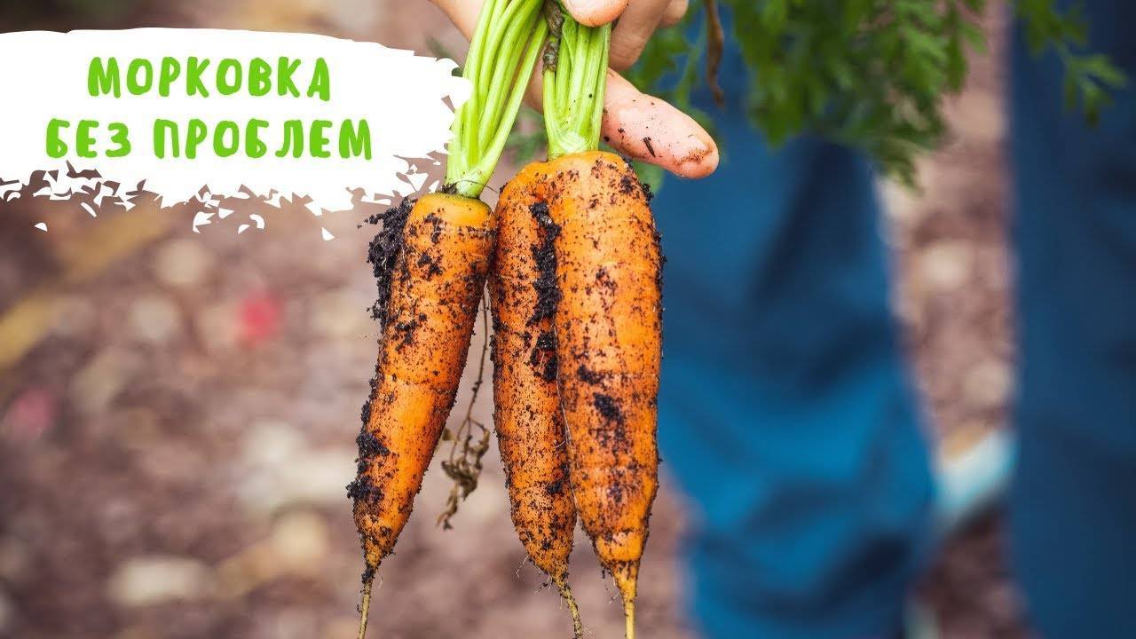 Лучшие способы добиться хорошего урожая. как замочить семена моркови перед посадкой?