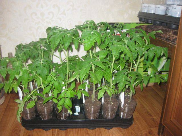 Метод терехиных по выращиванию томатов, жесткая пикировка, видео