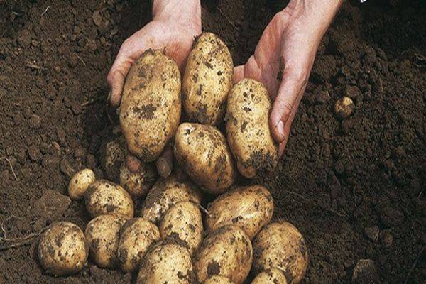 Полезный совет. как получить урожай раннего картофеля уже в конце июня