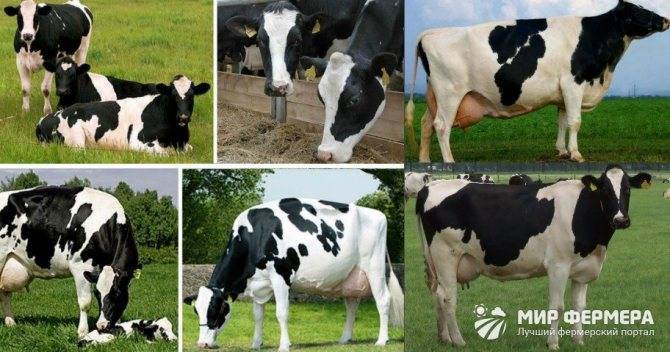 Одна из самых востребованных и популярных пород коров в мире — голштинская молочная