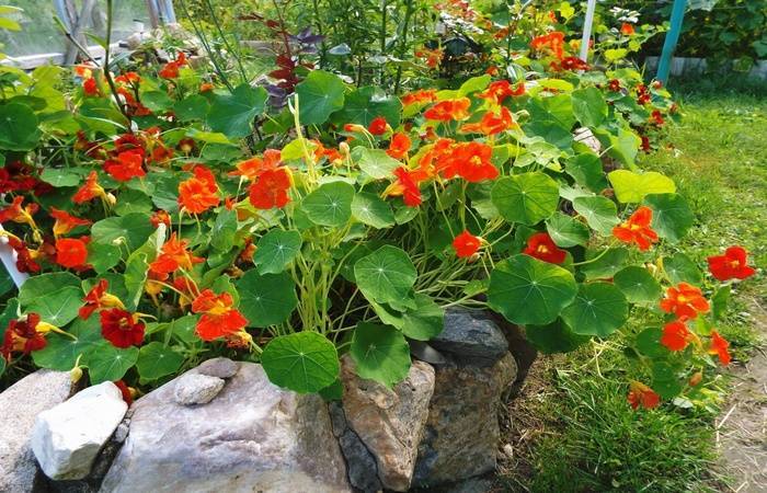 Настурция: выращивание из семян, посадка и уход в саду