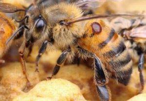 Обработка пчел бипином как профилактика варроатоза. особенности осенней обработки и инструкция