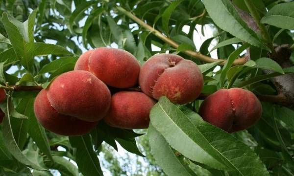 Инжирный персик – садовое дерево для теплого климата