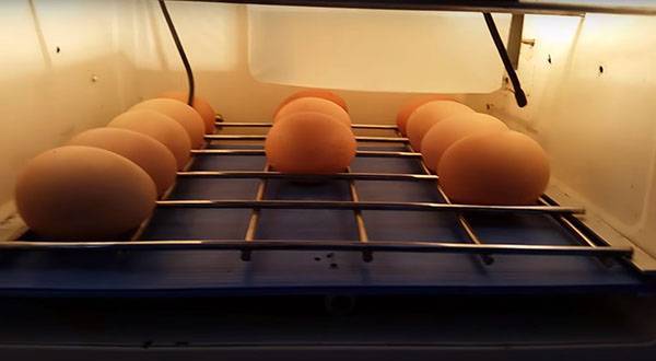 Самодельный инкубатор для куриных яиц из микроволновой печи